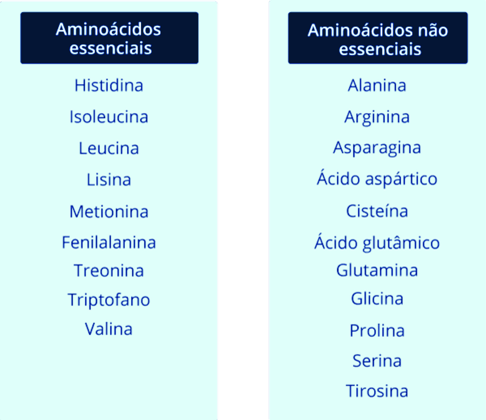Aminoácidos essenciais x não essenciais Aminoácidos essenciais x não essenciais